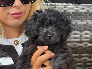 Cavapoo dogs 🌷F1 TOY CAVAPOO 5* HEALTH CHECK 🌷 - Advert 8