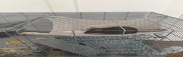 Rat rodents for sale: Rehoming for two male rats  in London - Advert 5