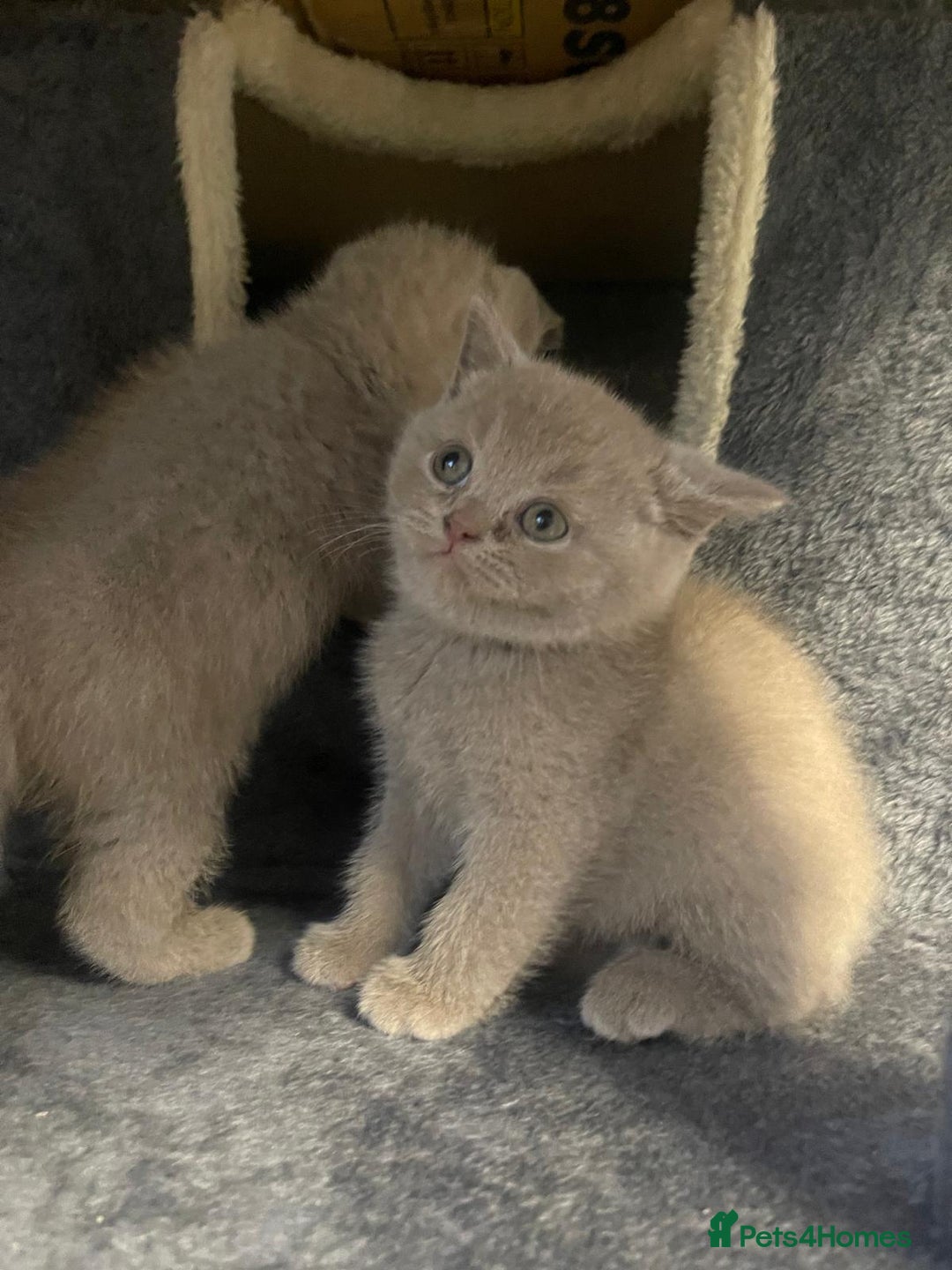 British Shorthair cats for sale: Purebred  British Shorthair Kittens - Advert 12