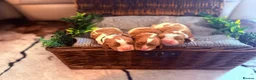 Cavalier King Charles Spaniel dogs for sale: HEALTH TESTED CLEAR cavalier puppies  - Advert 19