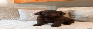 Labradoodle 2