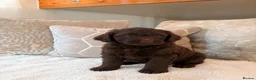 Labradoodle dogs for sale: ** RARE CHOC-PHANTOM & MERLE F2 LABRADOODLES ** - Advert 11