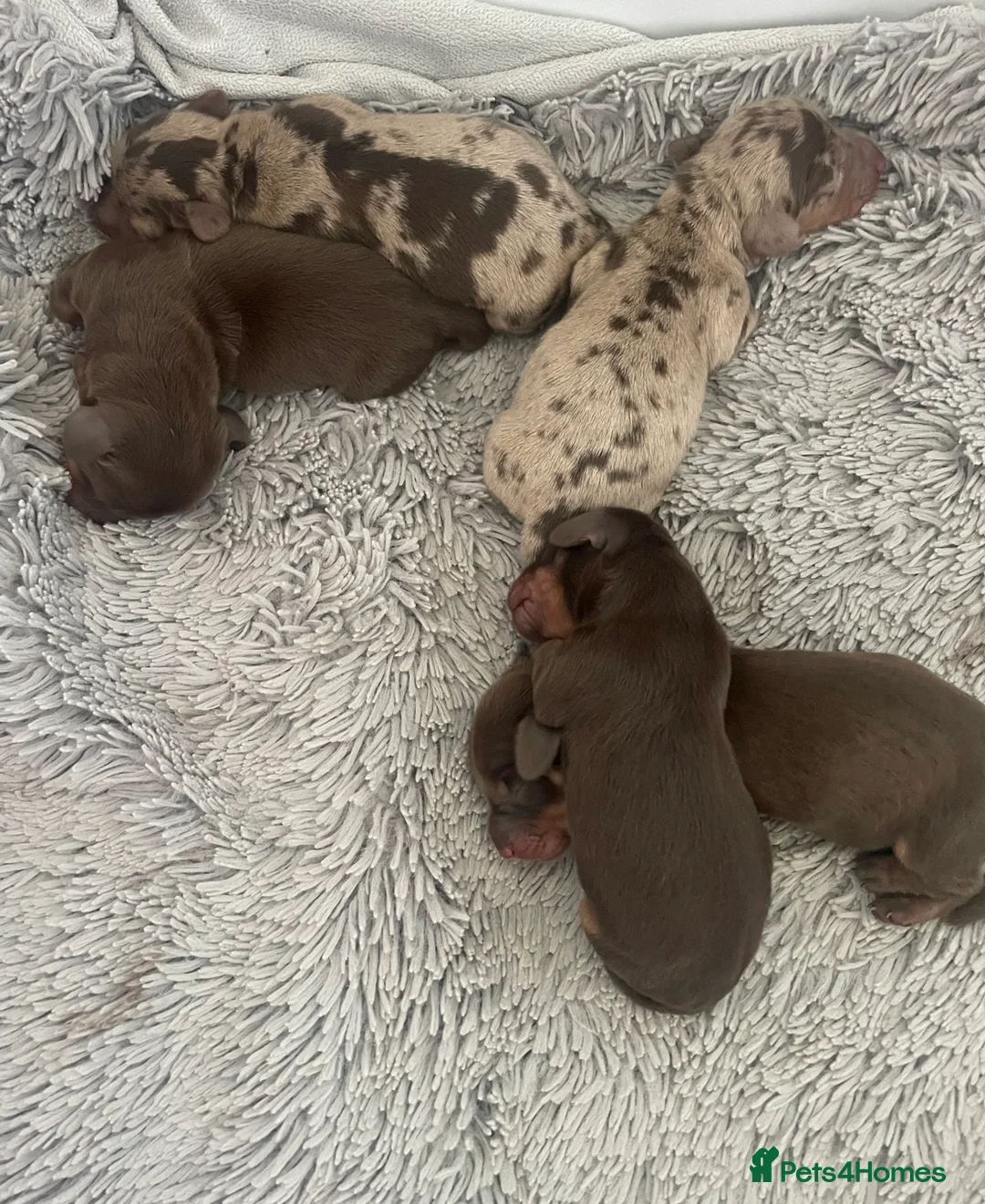 Miniature Dachshund dogs for stud: STUNNING MINIATURE DACHSHUND AVAILABLE AT STUD  in Grays - Advert 14