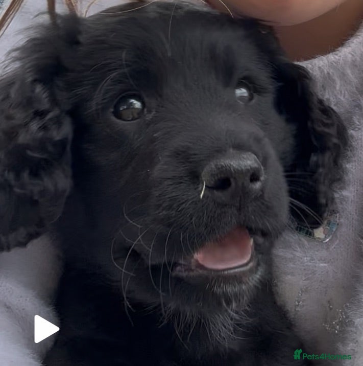 Mixed Breed dogs Cocker Sammy Spaniel puppies - Advert 2