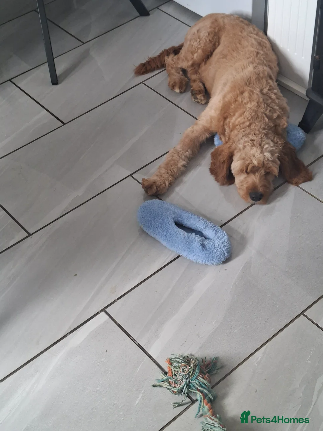 Cavapoo dogs for sale: Boy cavapoo  - Advert 1