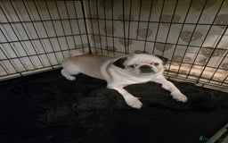 Pug dogs for sale: 1 female panda pug  - Image 12