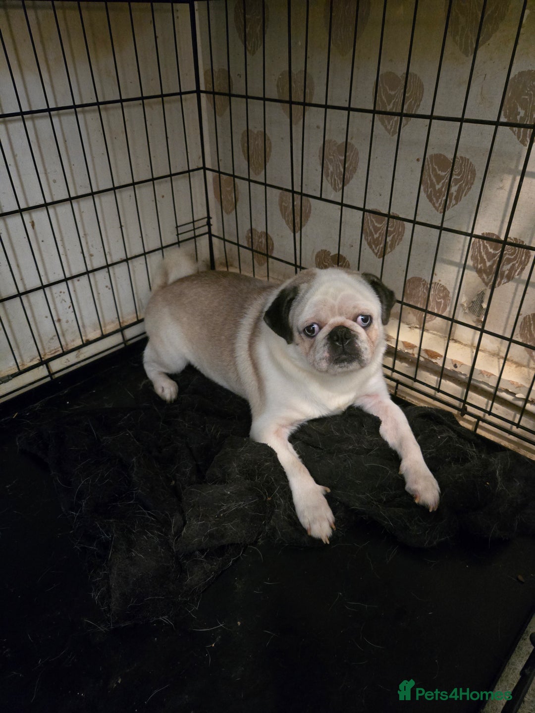 Pug dogs for sale: 1 female panda pug  - Image 12