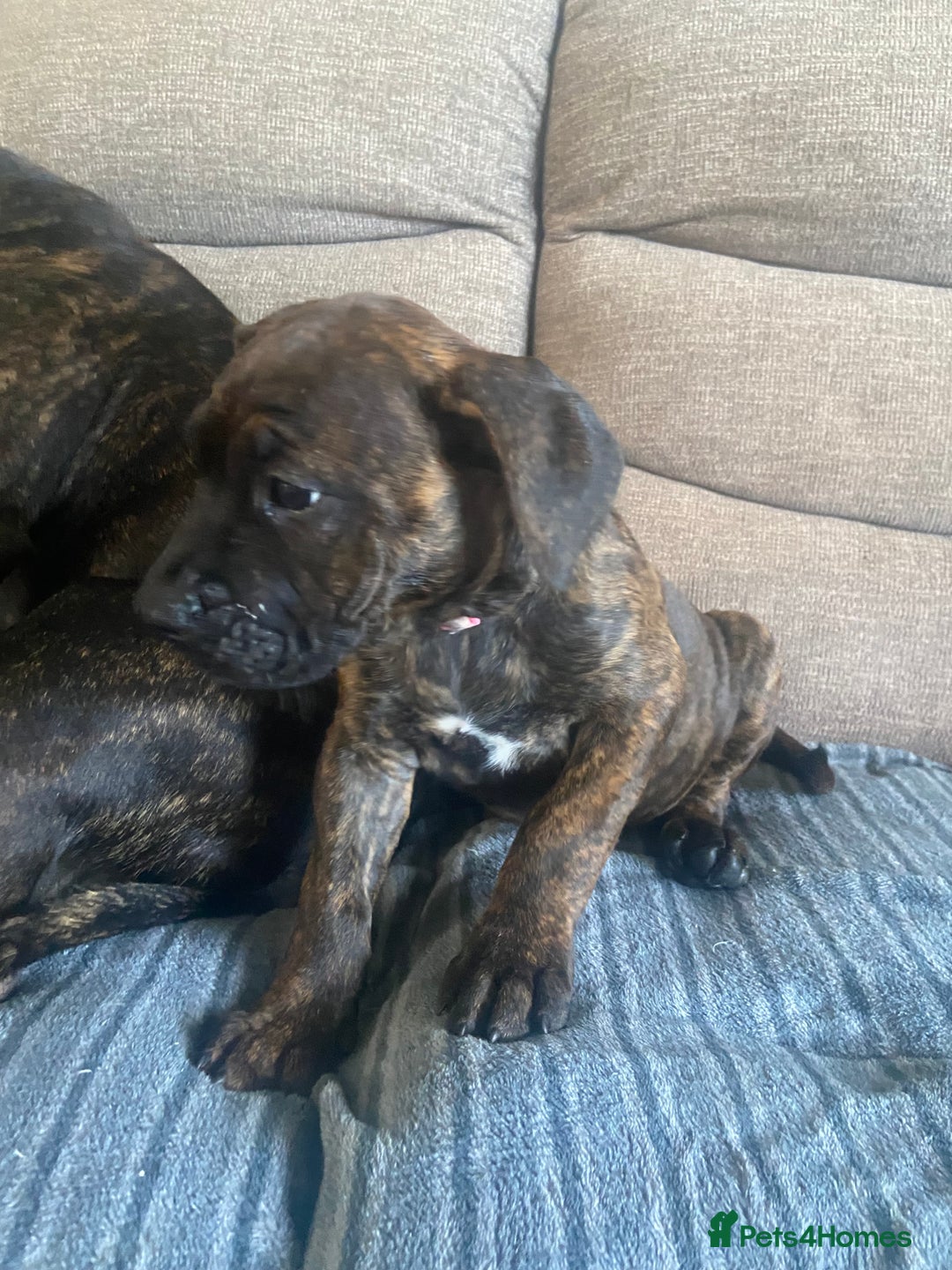 Mixed Breed dogs for sale: Old tyme bulldog in Shotts - Image 8