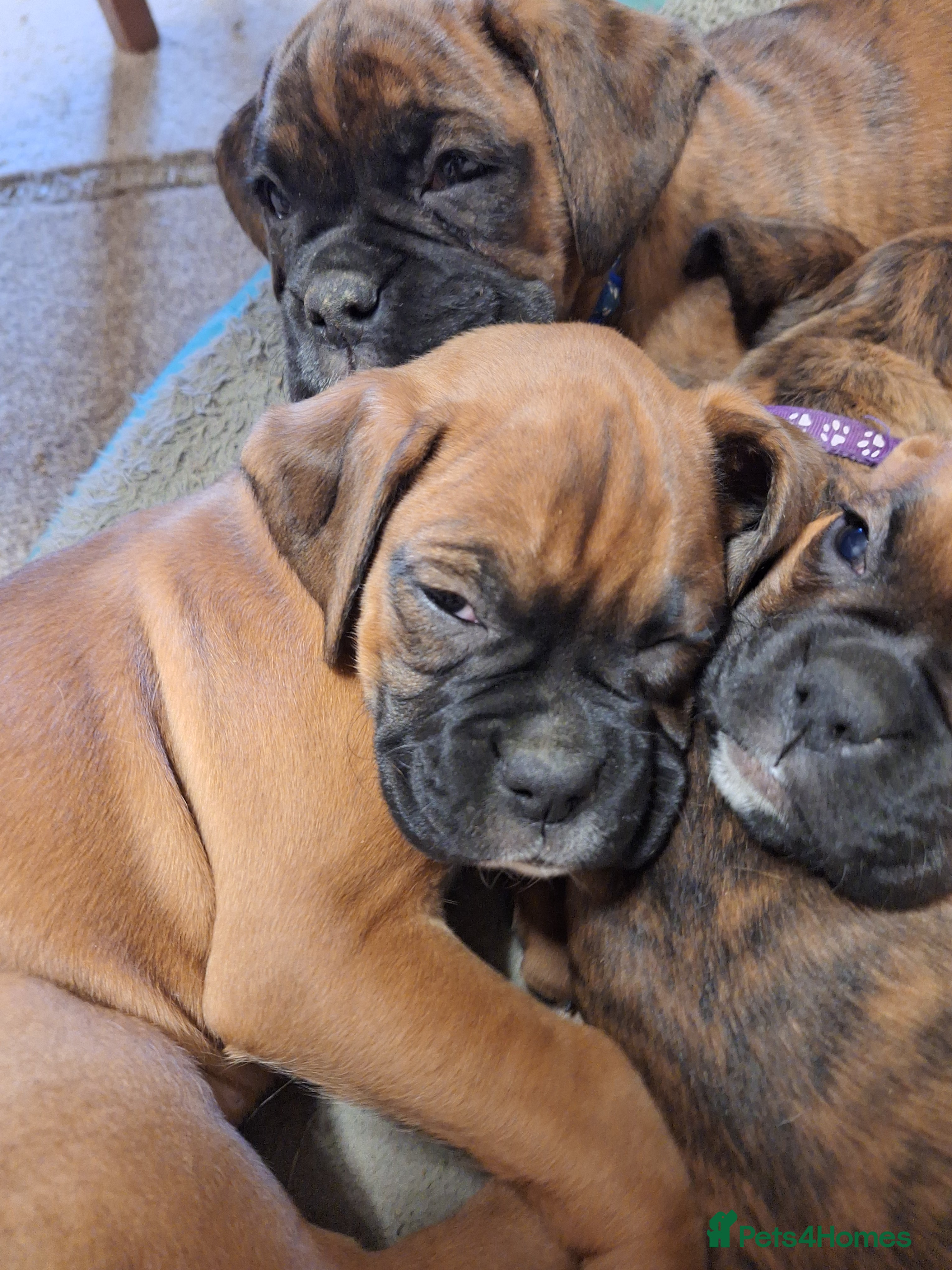 Boxer dogs Boxer puppies kc registered 5 star licence  - Advert 3