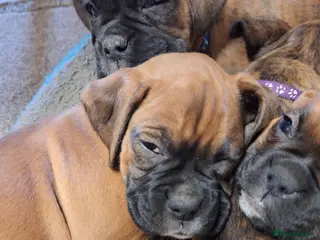 Boxer dogs Boxer puppies kc registered 5 star licence - Advert 3
