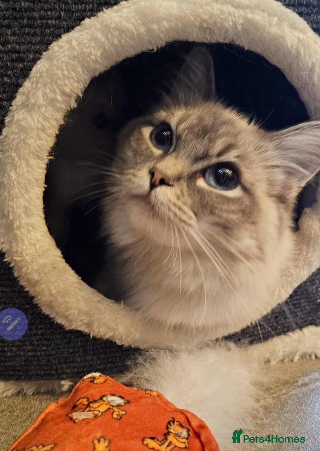 Ragdoll cats for sale: Stunning ragdoll kittens  - Advert 6