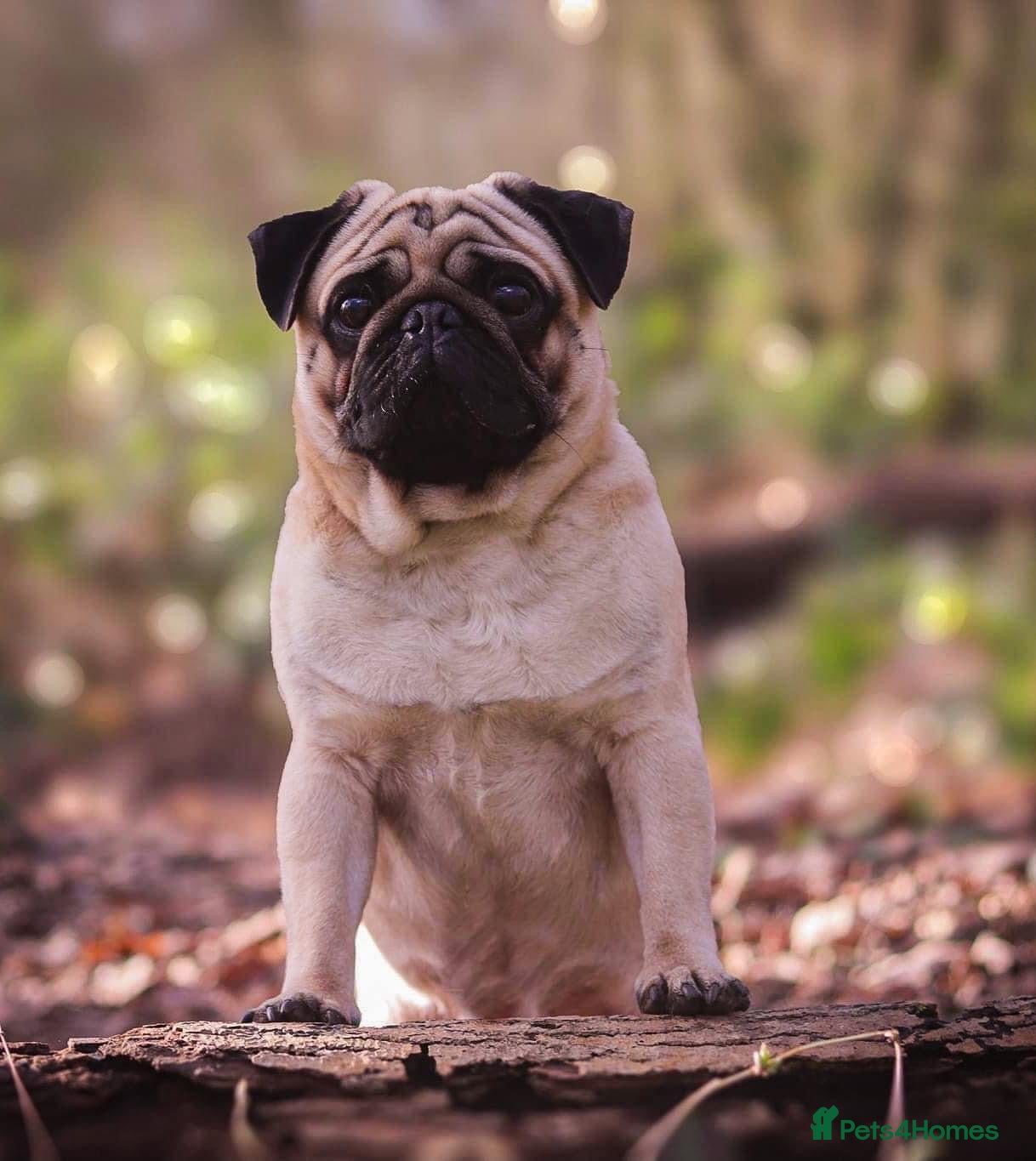 Pug dogs Quality fawn show pug for stud in Nottingham - Advert 3