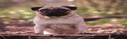 Pug dogs for stud: Quality fawn show pug for stud in Nottingham - Advert 1