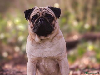 Pug dogs Quality fawn show pug for stud in Nottingham - Advert 3