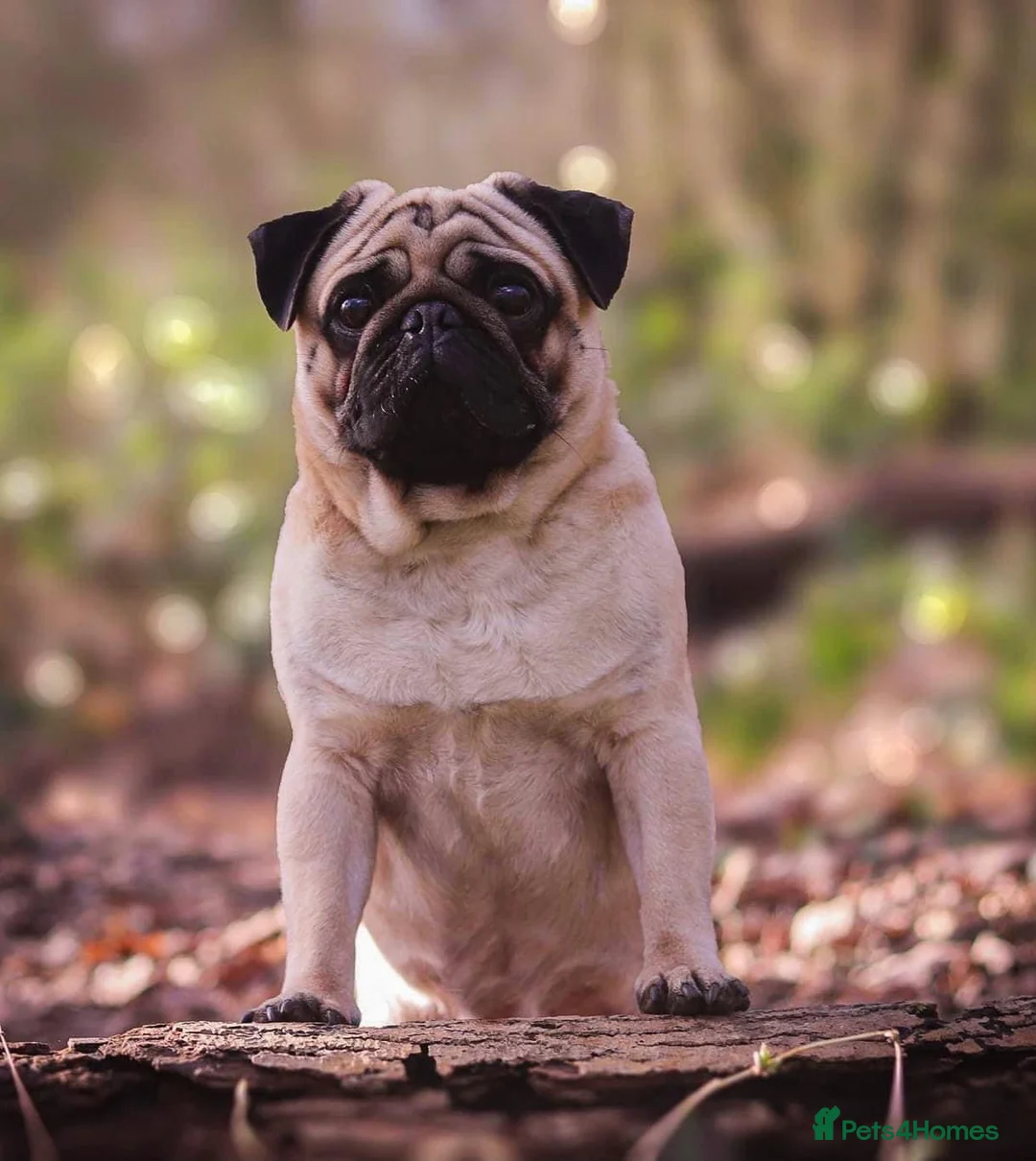 Pug dogs for stud: Quality fawn show pug for stud in Nottingham - Advert 1