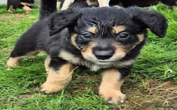 Mixed Breed dogs for sale: Golden Retrievers X Red & White Boarder Collie - Image 8