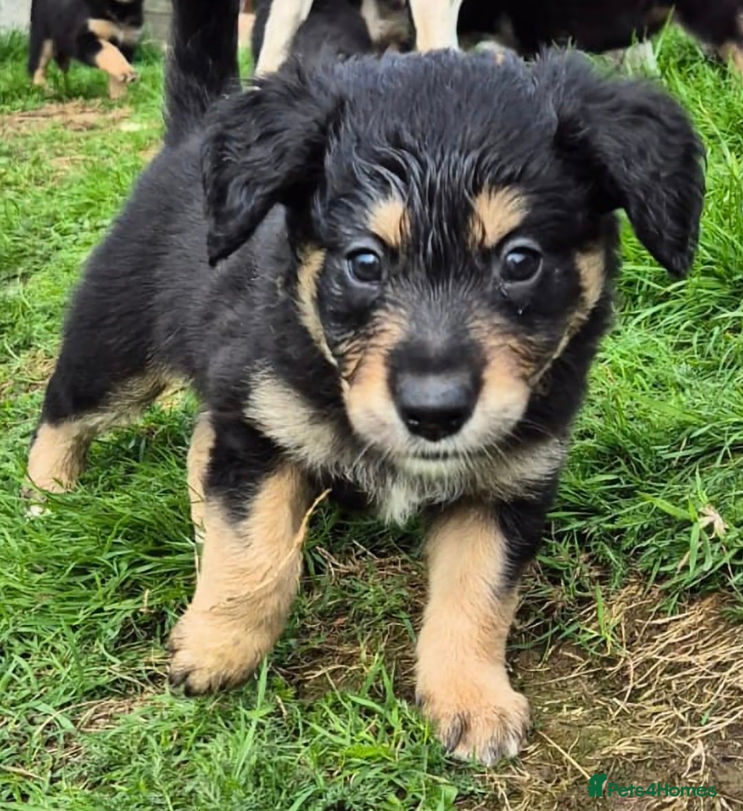 Mixed Breed dogs for sale: Golden Retrievers X Red & White Boarder Collie - Image 8