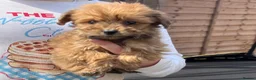 Cockapoo dogs for sale: F1b merle cockapoo  in Bicester - Advert 22