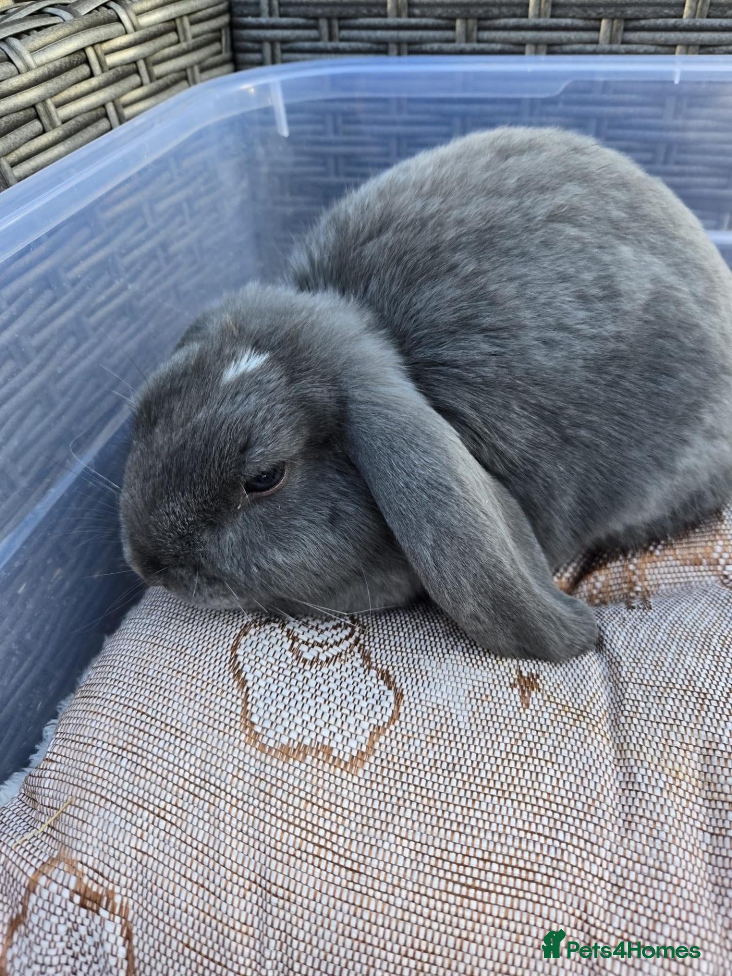 Mixed Breed rabbits for sale: Beautiful Litter Of Lop Earred Bunnies  - Advert 2
