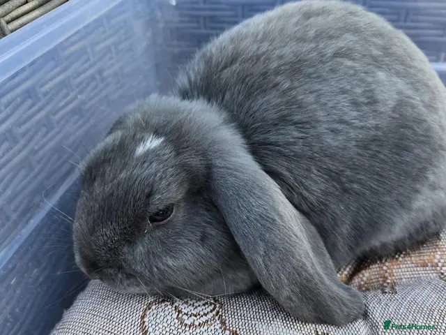 Mixed Breed rabbits for sale: Beautiful Litter Of Lop Earred Bunnies - Advert 2