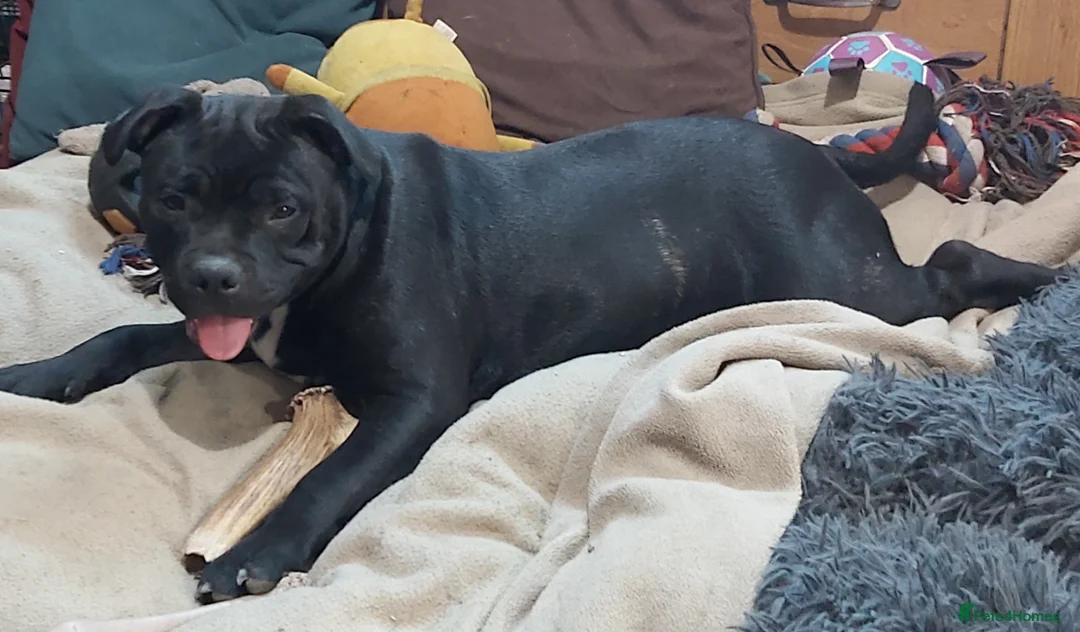 Staffordshire Bull Terrier dogs for sale: Kc Registered Staffordshire Bull Terrier Female in Leeds - Advert 2