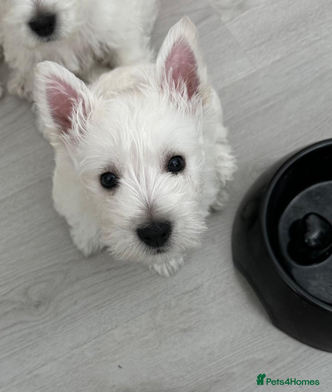 West Highland Terrier dogs for sale: West Highland White Terrier Puppies - Image 13