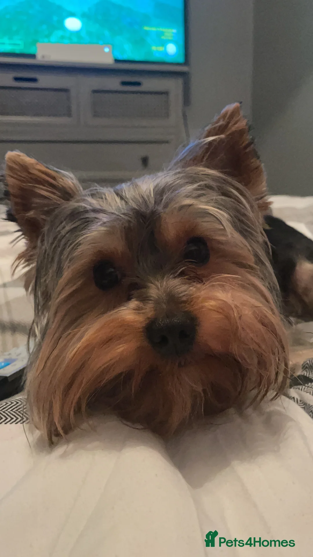 Yorkshire Terrier dogs for stud: CUTEST TINY BOY FOR STUD in Dudley - Advert 2