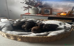 Shih Tzu dogs for sale: Chocolate imperial shih tzu karashishi line  - Advert 1
