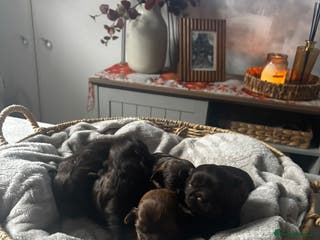 Shih Tzu dogs Chocolate imperial shih tzu karashishi line - Advert 18