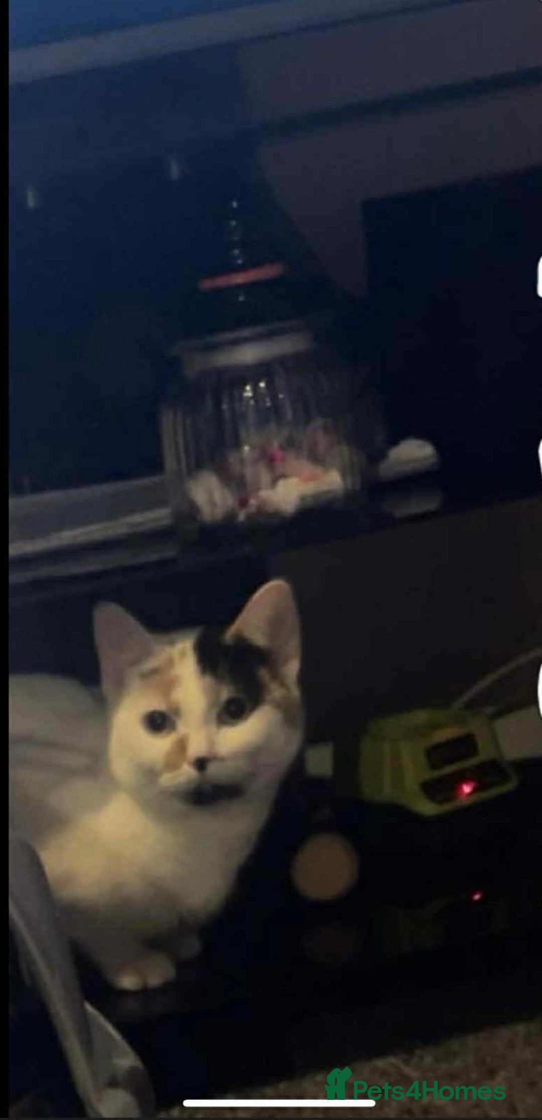 Mixed Breed cats for sale: Two cats for adoption - Image 4