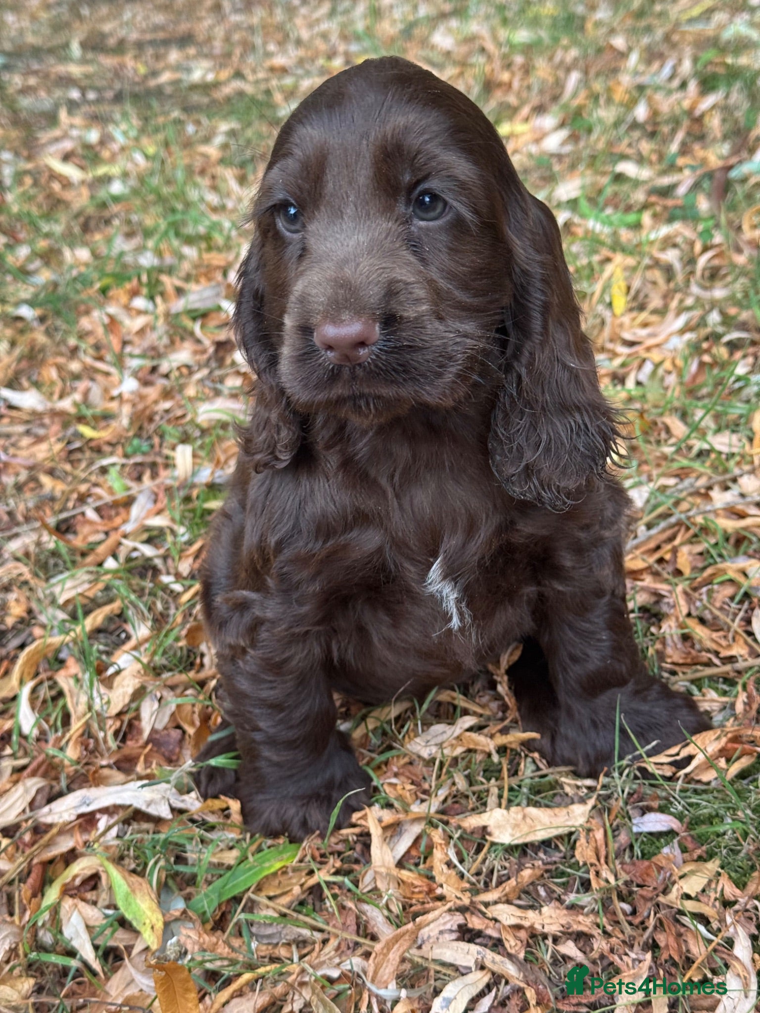 Cocker Spaniel dogs ❤️ BEAUTIFUL TRUE SHOWTYPE COCKER SPANIEL ❤️  - Advert 1