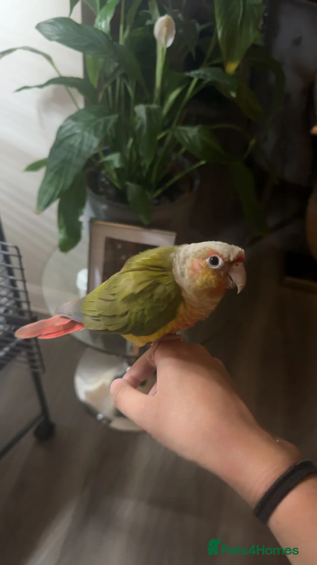 Conures birds for sale: Green cheek conure 11months for sale £500  - Advert 3