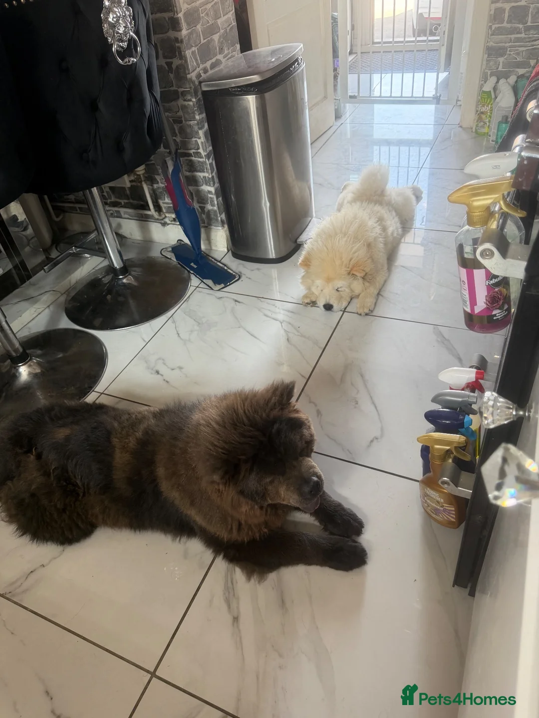 Chow Chow dogs for sale: 11 month boy chow - Advert 6