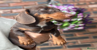 Miniature Dachshund dogs - Advert 5