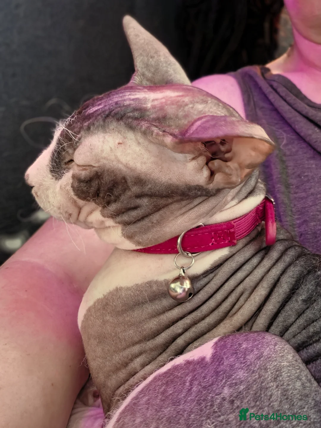 Sphynx cats for sale: Blue eyed sphynx very handsome in Porth - Advert 2