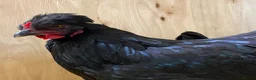 Chickens poultry for sale:  Stunning Green Egg Layers  - Advert 7