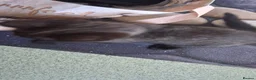 Mixed Breed cats for sale: Stunning kitten boys in Willenhall - Advert 10