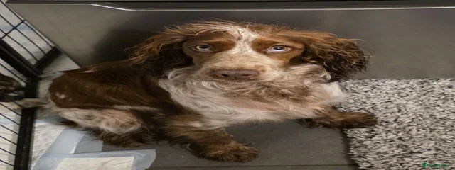 Matilda 