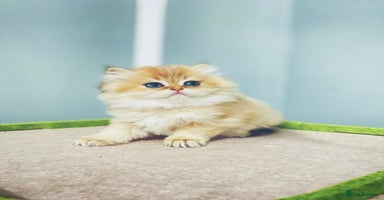 British Longhair cats - Advert 6