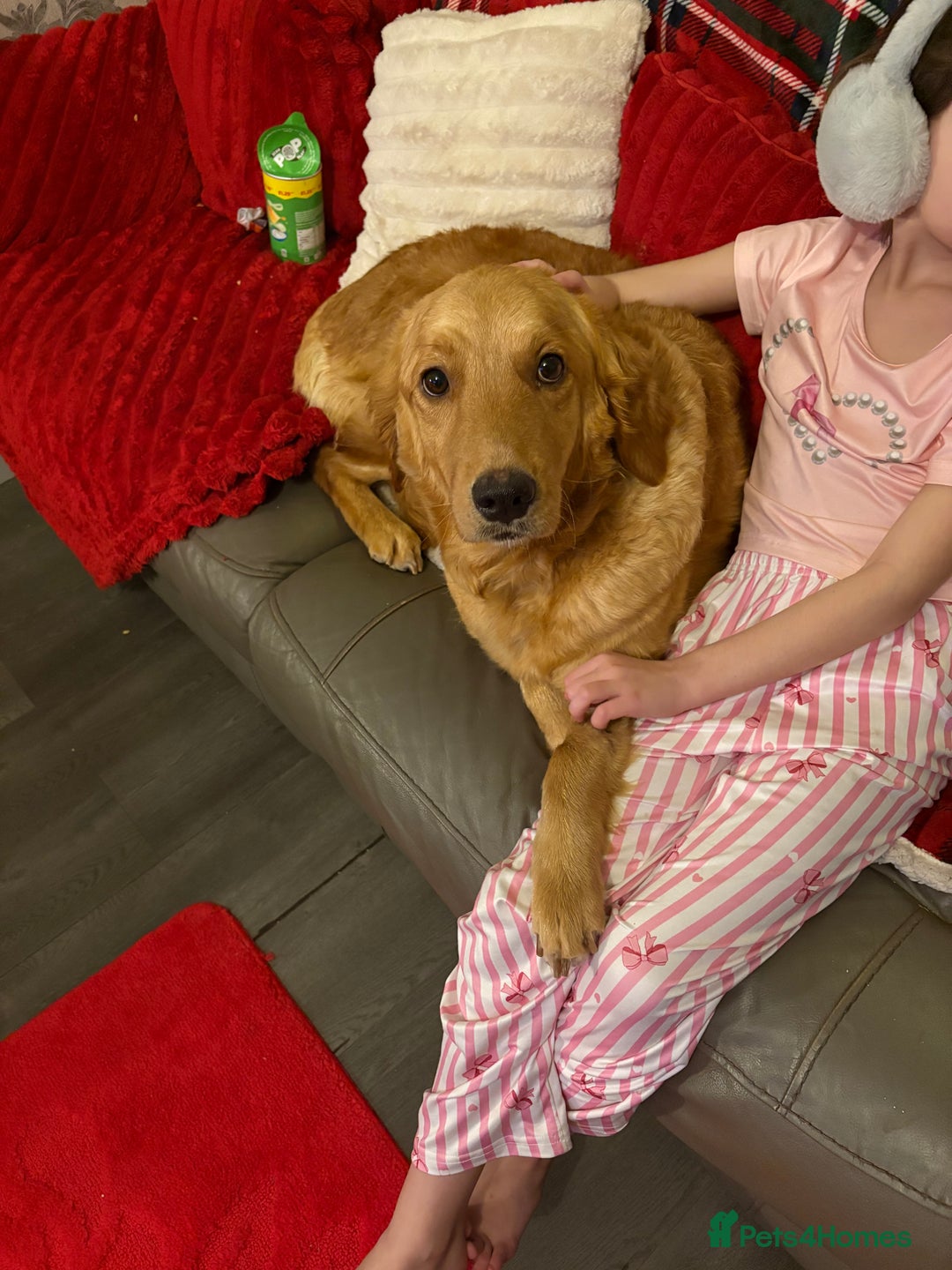 Golden Retriever dogs for sale: Adorable golden retriever puppies  - Advert 19