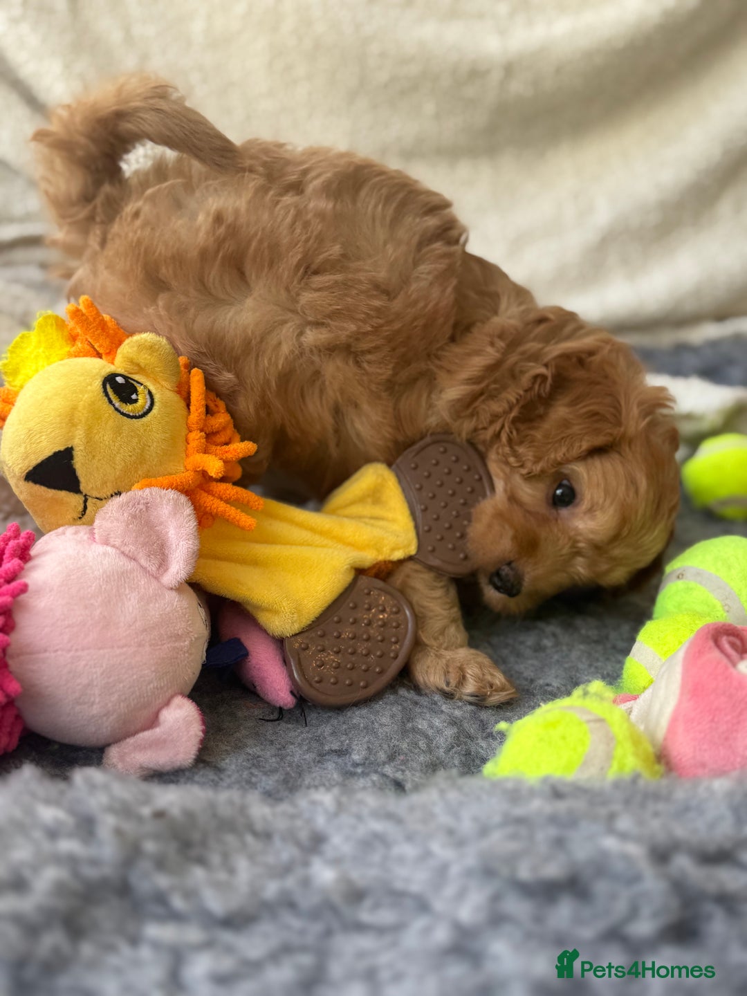 Cavapoo dogs for sale: Quality bred Cavapoo F1 - Image 23