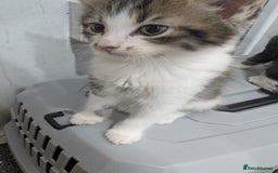 Mixed Breed cats for sale: Ready now - Image 11