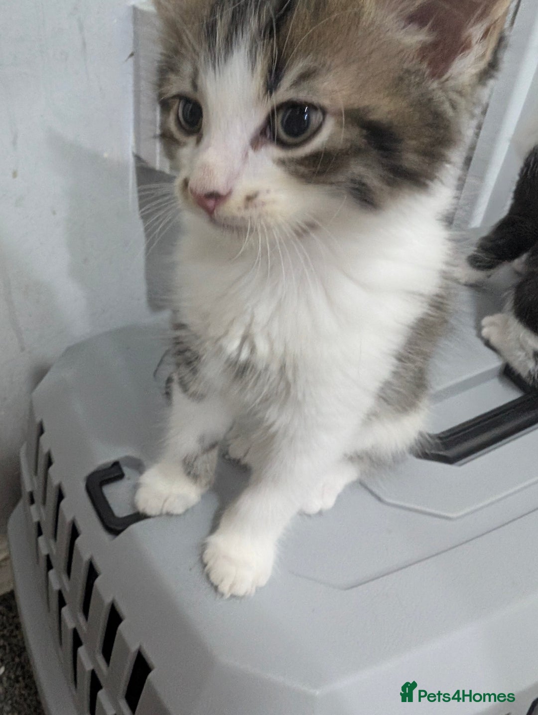 Mixed Breed cats for sale: Ready now - Image 11