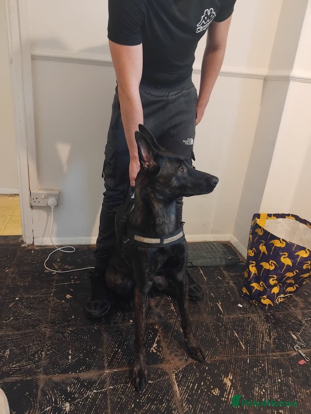 Belgian Shepherd Dog dogs for sale: 9 monthnold dutched shepurd  - Advert 2