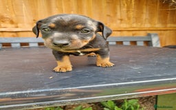 Jack Russell dogs for sale: Pure Jack Russells Rare colored  - Image 4