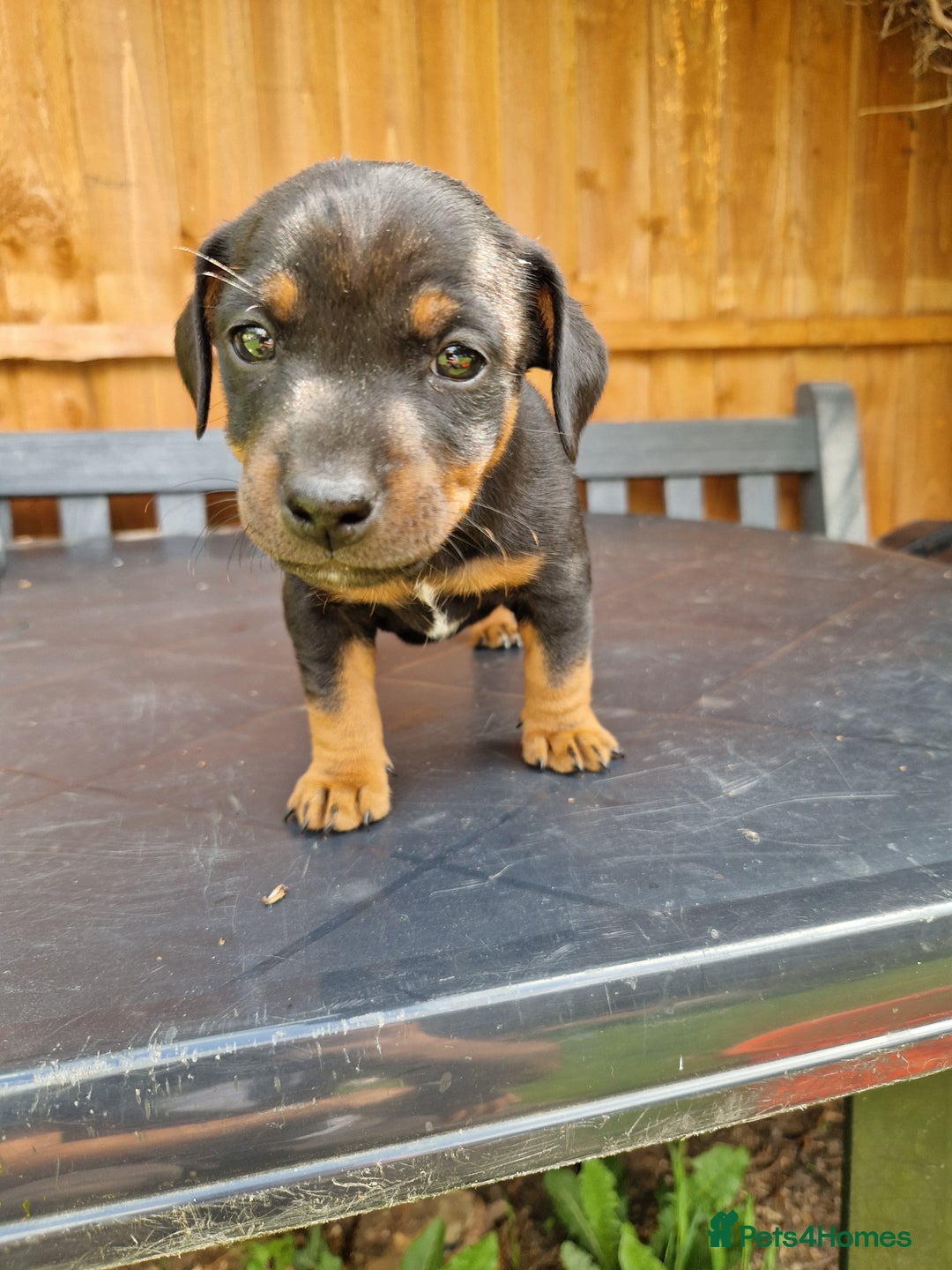 Jack Russell dogs for sale: Pure Jack Russells Rare colored  - Image 4