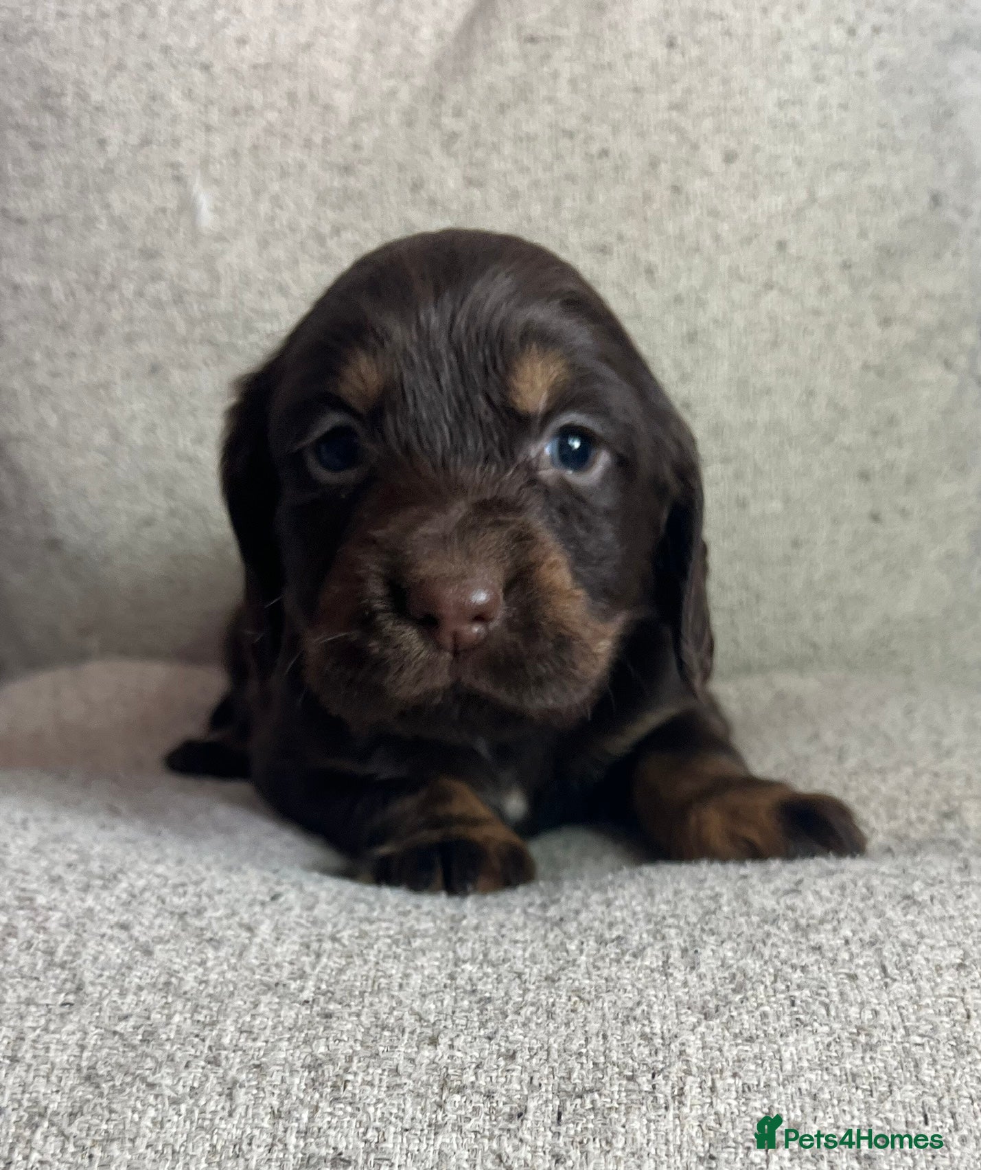 Cocker Spaniel dogs EXTENSIVELY HEALTH TESTED COCKER SPANIEL PUPPIES  - Advert 2