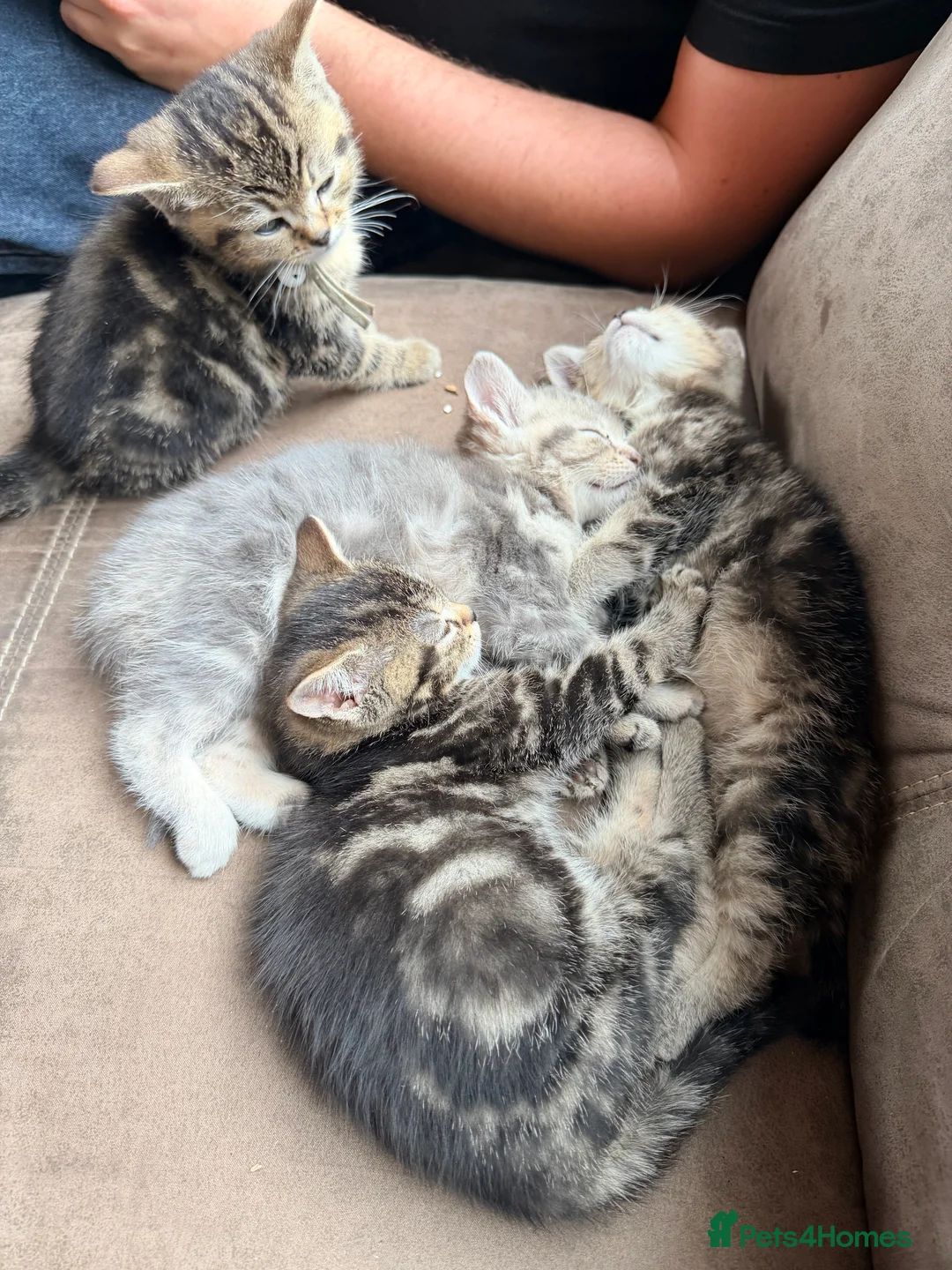 Mixed Breed cats for sale: 5 month old female kittens in Exeter - Advert 2