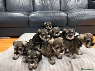 Miniature Schnauzer dogs - Advert 1