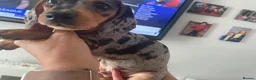 Miniature Dachshund dogs for sale: Ryan Goddard  in Llanelli - Advert 6